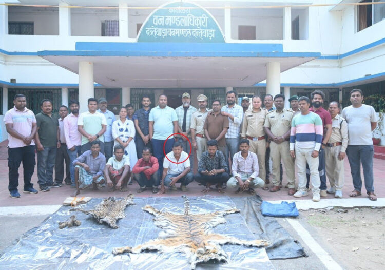 बाघ और तेंदुए के शिकार में शामिल डिप्टी रेंजर सहित 9 आरोपी गिरफ्तार