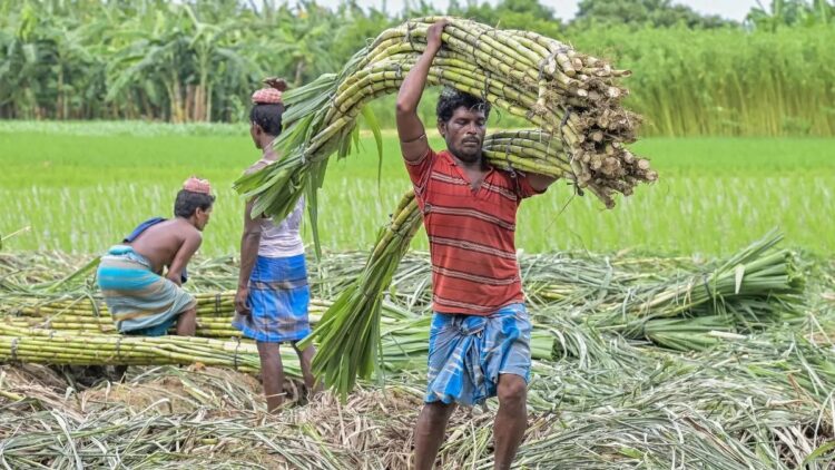 गन्ना मूल्य में छत्तीसगढ़ देश में नंबर वन, किसानों को अब 425 रुपये प्रति क्विंटल की दर से होगा भुगतान