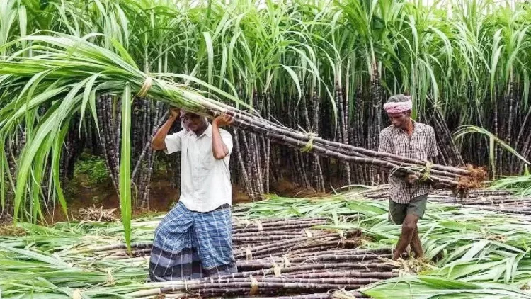 गन्ना किसानों के लिए ऐतिहासिक फैसला, भोरमदेव शक्कर कारखाना अब गैर-अंशधारी किसानों को भी देगा सदस्यता