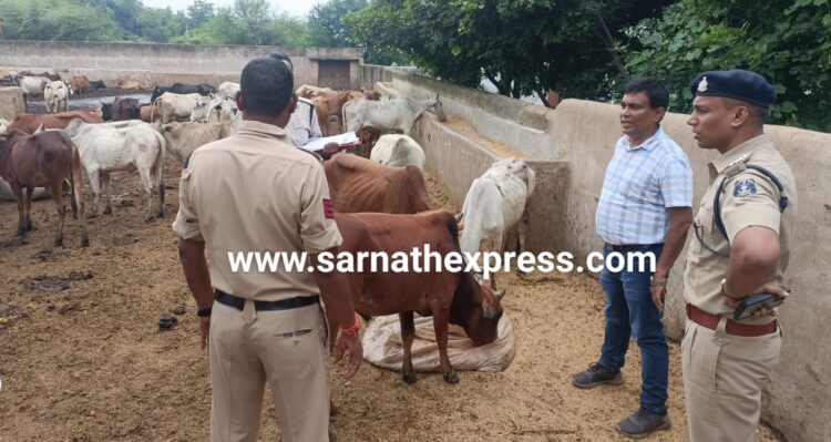 पुरानी भिलाई पुलिस ने रेड कार्यवाही कर 74 मवेशियों की बचाई जान: अंधेरे का फायदा उठाकर आरोपी फरार, मवेशियों का कराया स्वास्थ परिक्षण