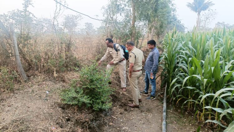मक्के के खेत के मेढ़ पर औंधे मुंह पड़े मिला युवक की लाश, जांच में जुटी पुलिस