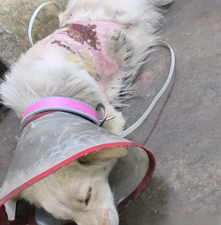 दो पालतू कुत्तों पर क्रूरता, PETA इंडिया की शिकायत पर मामला दर्ज