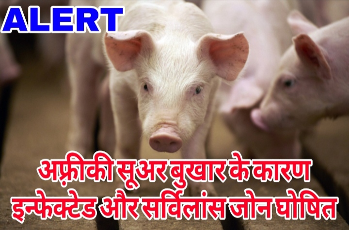 दुर्ग जिला के यह क्षेत्र अफ़्रीकी सूअर बुखार के कारण इन्फेक्टेड और सर्विलांस जोन घोषित, कलेक्टर ने जारी किया आदेश